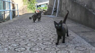 猫島の路地裏を歩くと猫がたくさん付いてきて楽しい【感動猫動画】