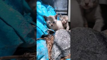 倉庫の裏に隠れる子猫がかわい過ぎる【感動猫動画】