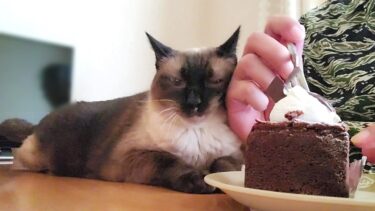 朝飯を食べようとしたらシャム猫が食卓に来てこうなった🍰【CuteWoo】