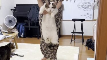 激しいトレーニングを頑張った豆大福の体重測定【ひのき猫】