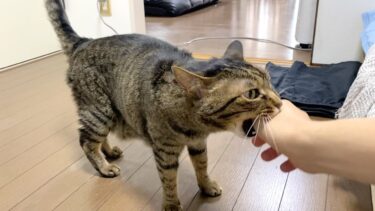 お腹が空いた時は飼い主に腕に噛みついてメシを要求する猫…【てん動画】