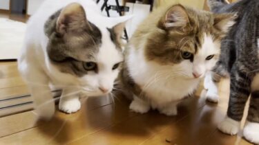 マルチケアはお皿で食べるのが通な猫【ひのき猫】