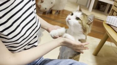 「なぁええやろ～」って言ってそうな猫【ひのき猫】