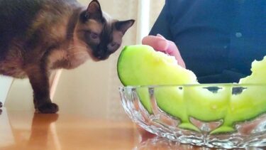 猫が部屋で餌を食べてる隙に食卓に来てメロンを食べたら🍈【CuteWoo】