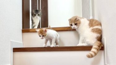 生まれて初めての階段が怖くて降りられない子猫を心配してる兄猫たちが健気すぎました…【もちまる日記】