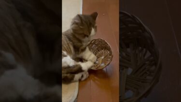 何か意味があるんだと思われます【ひのき猫】