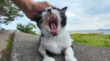 防波堤で寝ている猫ちゃんたちを撫でる【感動猫動画】