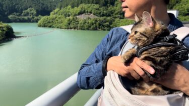 猫と巨大なダムを眺める旅に出たら迫力がすごすぎた【ちょりちゃみチャンネル】