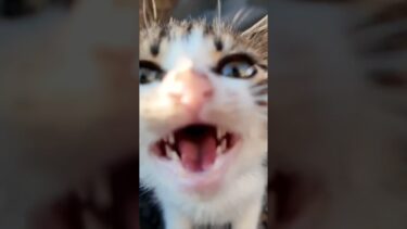 防波堤の子猫カワイイ#感動猫動画 #猫 #猫島【感動猫動画】