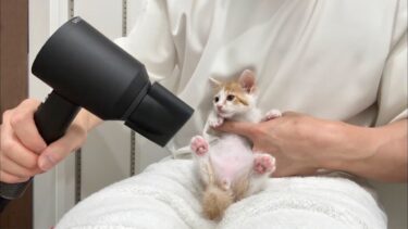 保護した生後2ヶ月の子猫を初めてドライヤーで乾かしたらこうなっちゃいました…【もちまる日記】