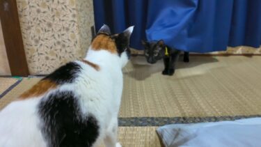 【猫旅館】三毛猫ちゃんがいた部屋にやって来た黒猫「ミケちゃん交代だニャン」【感動猫動画】