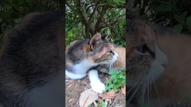 子育て中の三毛猫ちゃん、子猫を連れてきてくれた【感動猫動画】