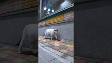  夜の商店街を散歩中の猫【感動猫動画】