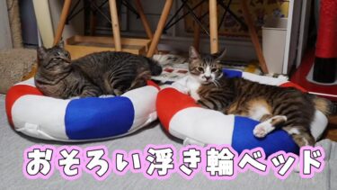 夏も近いので新しい浮き輪ベッドを猫ちゃんにプレゼント☆気に入ってくれるかな？【リキちゃんねる　猫動画】 キジトラ 猫のいる暮らし