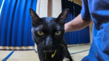 【猫旅館】お風呂から帰ってきたら部屋で黒猫ちゃんが待っていた【感動猫動画】