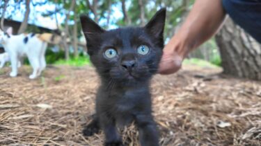 公園の植込みの中を歩き回る子猫がかわい過ぎる【感動猫動画】