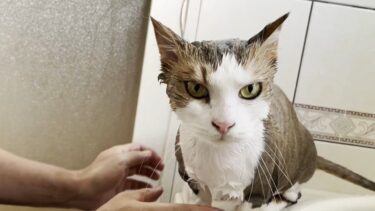 お風呂で子猫みたいに小さくなった猫【ひのき猫】