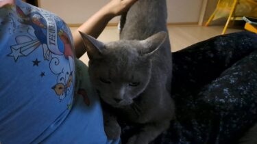 パパとママを独り占めする灰色猫すずまろ【kokesukepapa】