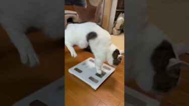 豆大福、緊急体重測定【ひのき猫】