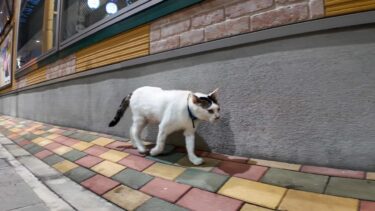 夜の商店街を散歩する猫【感動猫動画】