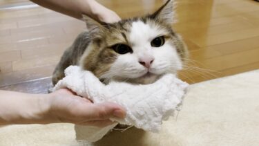 なぜか鼻の頭が汚れる猫となぜか汚れてないのに拭かれる猫【ひのき猫】