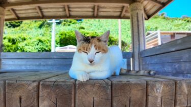 猫島の船着き場近くの東屋は猫の集会所【感動猫動画】