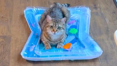 水が苦手な猫にウォーターベッドをプレゼントしたら…【ポムさんとしまちゃん / ねこべや】