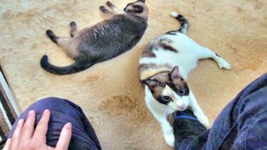 シャム猫に怒られて俺に八つ当たるペポ猫🤭【CuteWoo】