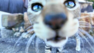 猫島の道端で出会った子猫がかわい過ぎる【感動猫動画】