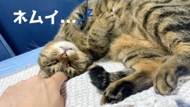 どんなに凶暴な猫でも眠そうなときに触れば絶対に噛まれない！！【てん動画】