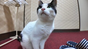 【猫旅館】廊下で出会った三毛猫ちゃんを部屋に連れ帰ってナデナデしてきた【感動猫動画】