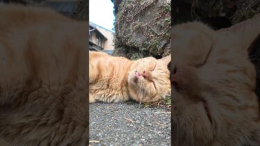 背中を撫でるとペロペロする猫【感動猫動画】