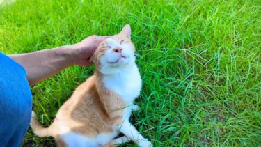 公園の草むらで寝ていた猫を撫でるとゴロゴロと喜んでカワイイ【感動猫動画】