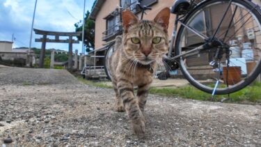 猫島の神社の前で出会ったキジトラ猫ちゃんがモフられに寄ってきた【感動猫動画】