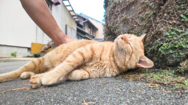 猫島の路地裏の日陰で寝ていた猫をナデナデしてきた【感動猫動画】