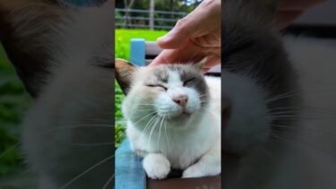 公園のベンチに座っていた猫がカワイイ【感動猫動画】