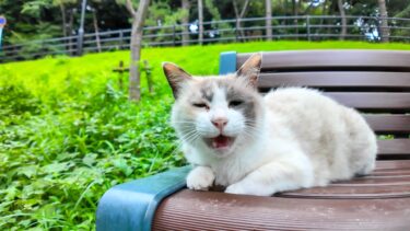 公園のベンチに座っていた猫がカワイイ【感動猫動画】