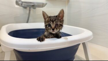 保護した生後1ヶ月半の子猫を生まれて初めてお風呂に入れたらこうなっちゃいました…【もちまる日記】