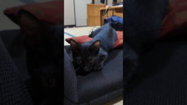 【猫旅館】部屋に遊びに来た子猫、黒猫ちゃんの方はかなり激しい【感動猫動画】