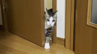 ドア開けるのに「そんなに手を出さんでも」と思われる猫【ひのき猫】