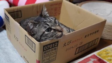 質より目新しさ重視な猫ガーちゃん☆段ボール箱大好き！【リキちゃんねる　猫動画】 キジトラ 猫のいる暮らし