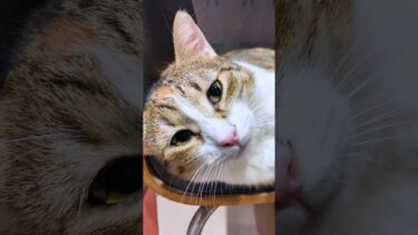 イスタンブールのKFCの顧客満足度は多分世界一だと思う【感動猫動画】