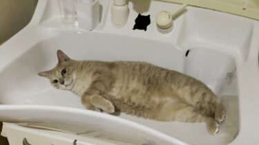 ひんやり冷たい洗面ボウルで息子の帰りを待っている猫に・・・【ひのき猫】