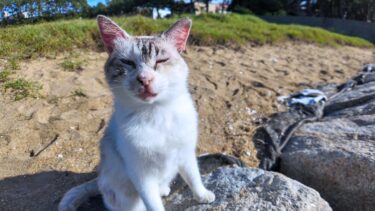 防波堤の猫ちゃん頭を撫でると喜んで砂浜に寝転んだ【感動猫動画】