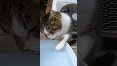 手で水をすくって飲む猫【感動猫動画】
