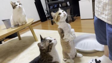 豆大福と並ぶと子猫に見えてくるお尻がかわいい猫【ひのき猫】