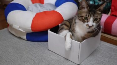 お兄ちゃん猫を見習って、小さな箱に挑戦してみる弟猫ゴマちゃん　【リキちゃんねる　猫動画】 キジトラ 猫のいる暮らし