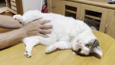 豆大福の前ではちょっとした油断が大変なことに【ひのき猫】