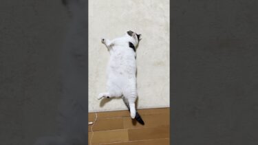 耳へんな猫【ひのき猫】