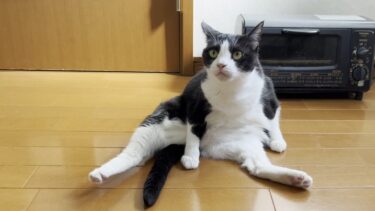 起きている時の半分はルンバが動いている時らしい猫【ひのき猫】